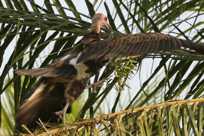 Hooded Vulture