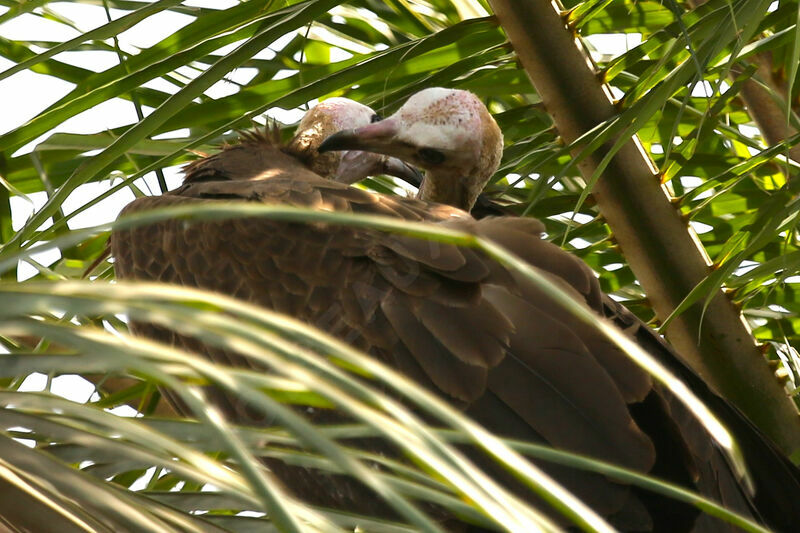 Hooded Vulture