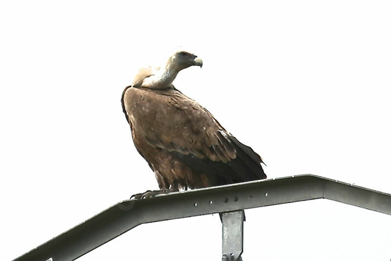 Griffon Vulture