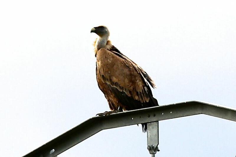 Griffon Vulture