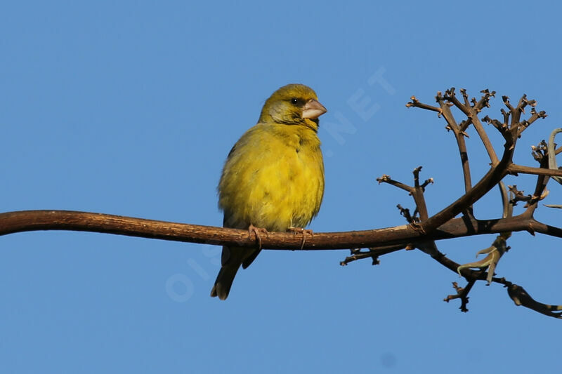 European Greenfinch