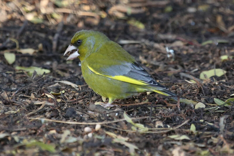 European Greenfinch