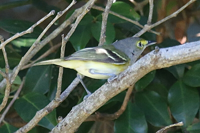 White-eyed Vireo