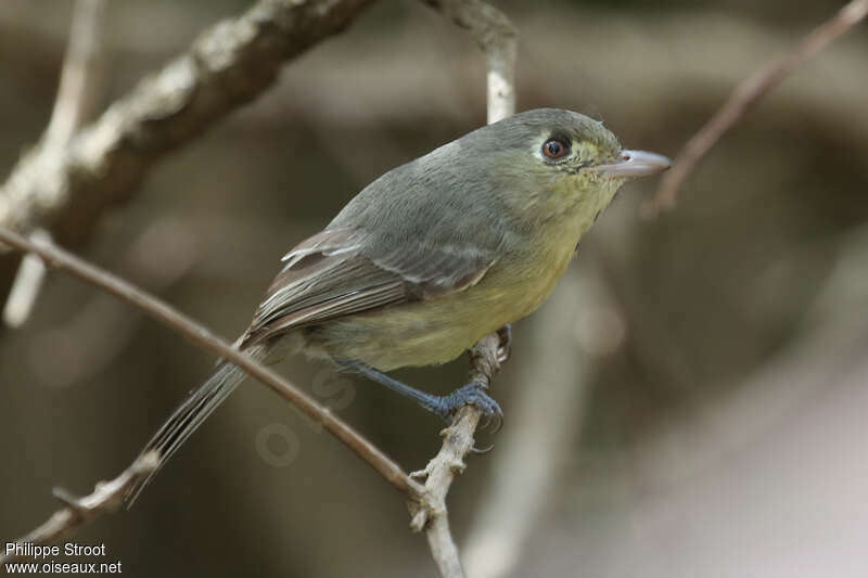 Cuban Vireo