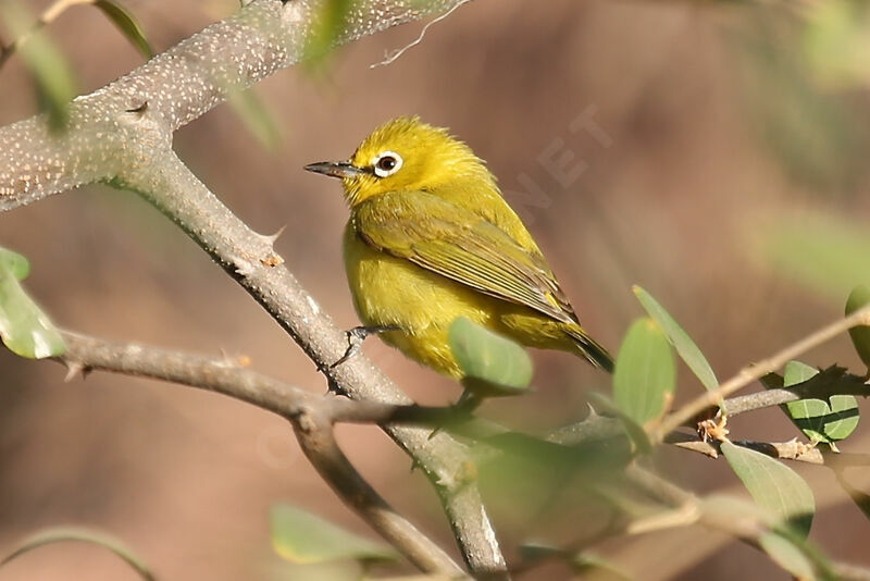 Zostérops jaune