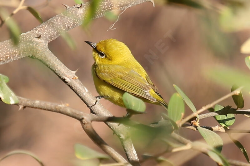 Northern Yellow White-eye