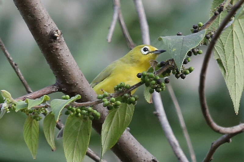 Northern Yellow White-eye