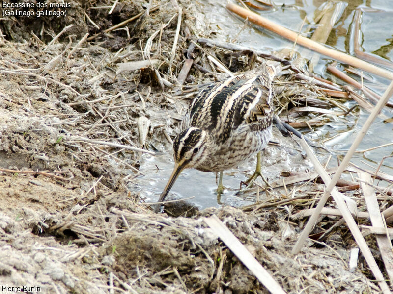 Common Snipe