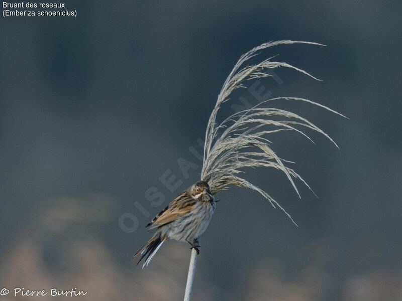 Common Reed Bunting