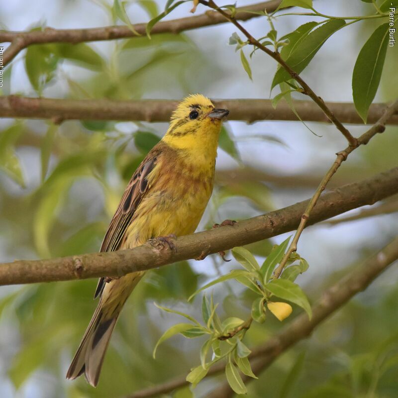 Bruant jaune