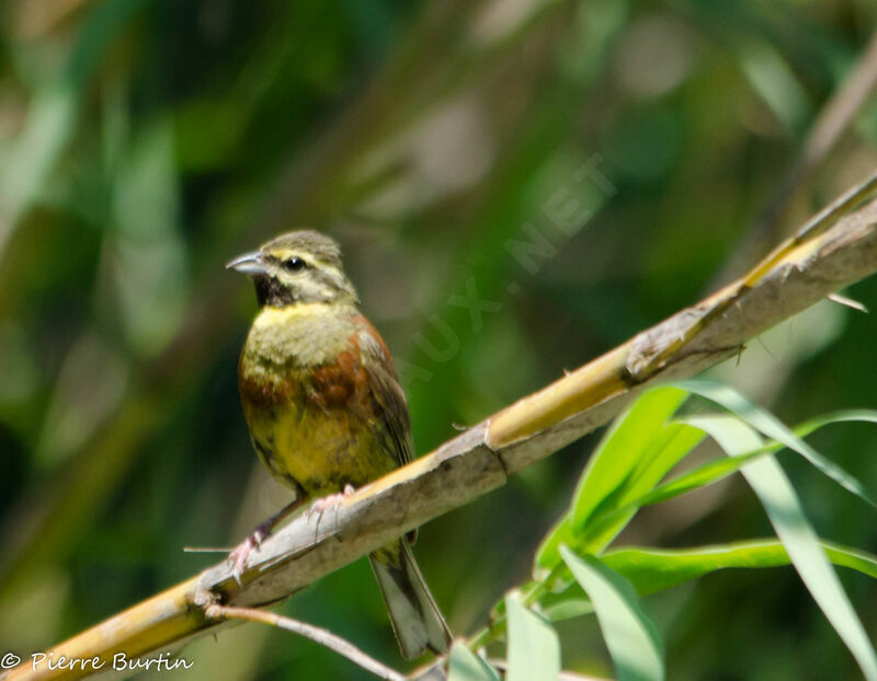 Cirl Bunting male