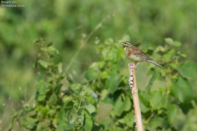 Cirl Bunting