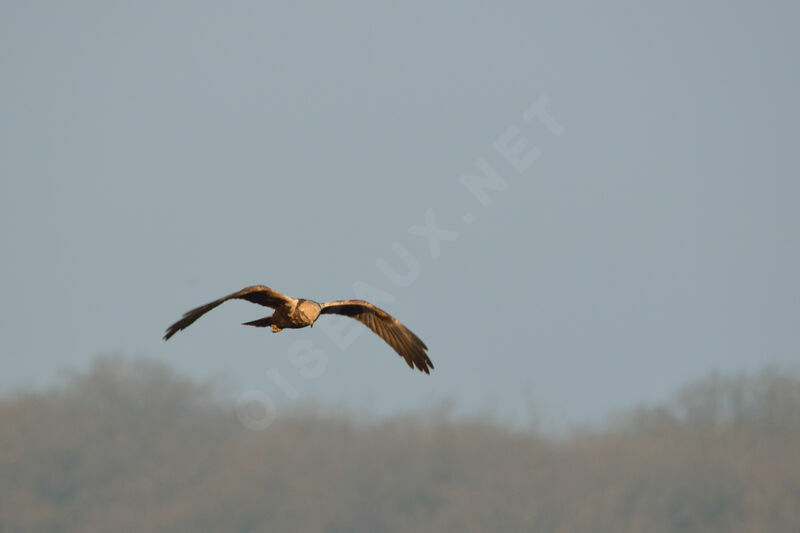 Western Marsh Harrier female, Flight