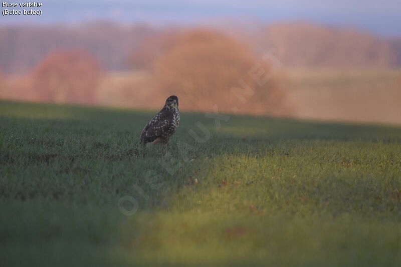 Buse variable