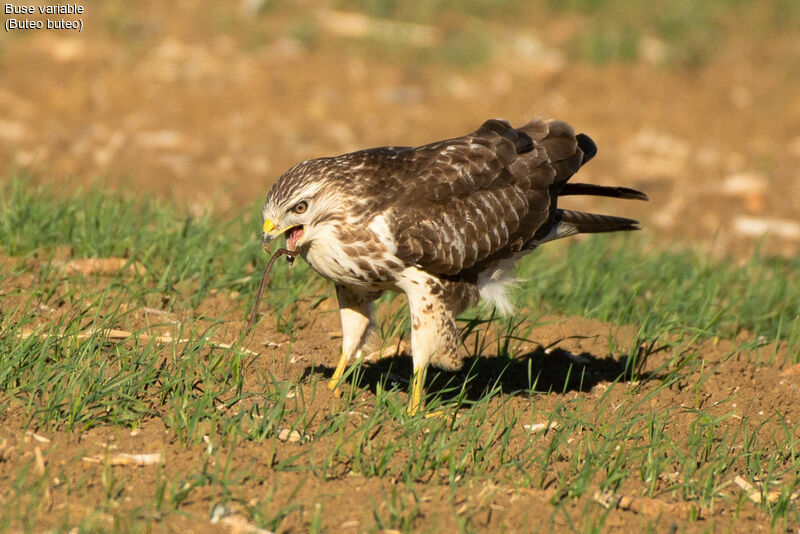 Buse variable