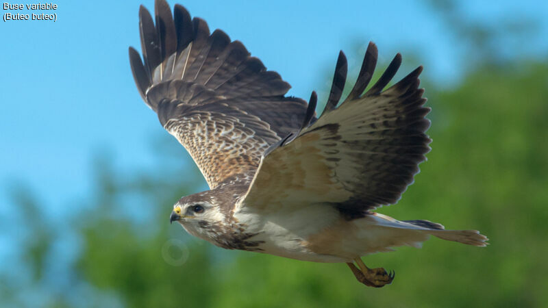 Common Buzzard