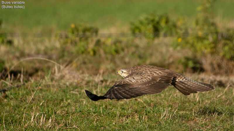 Common Buzzard