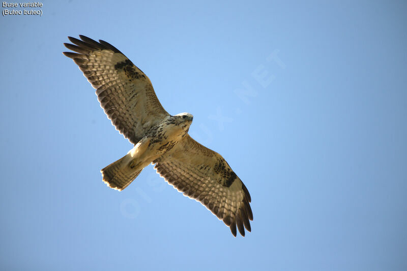 Buse variable