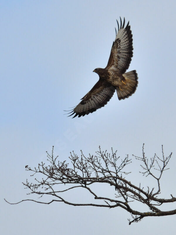 Buse variable