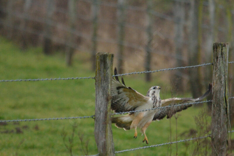 Common Buzzard