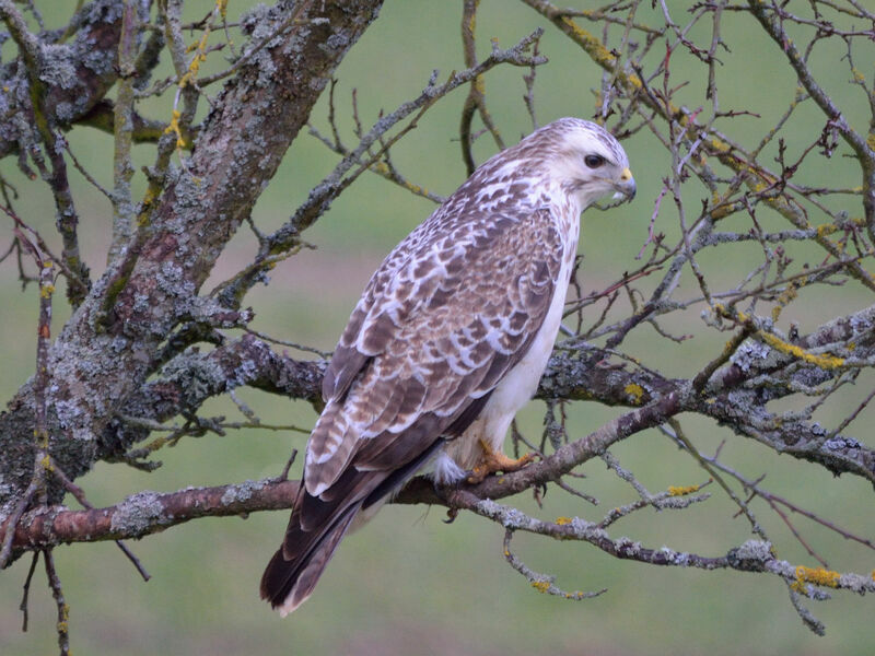 Buse variable