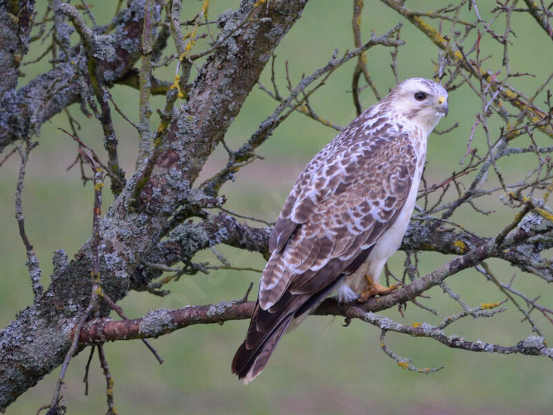 Buse variable