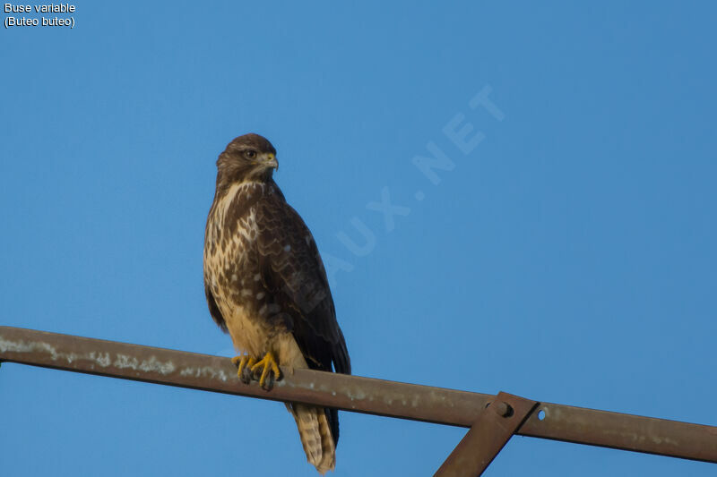 Common Buzzard