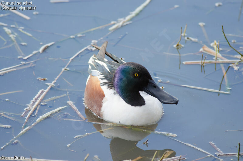 Northern Shoveler