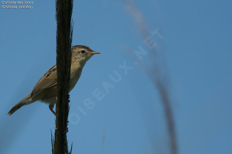 Zitting Cisticola