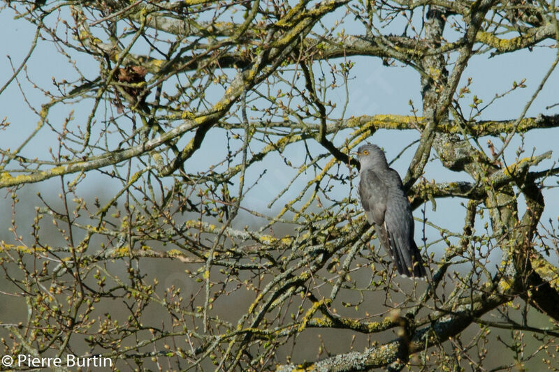 Common Cuckoo