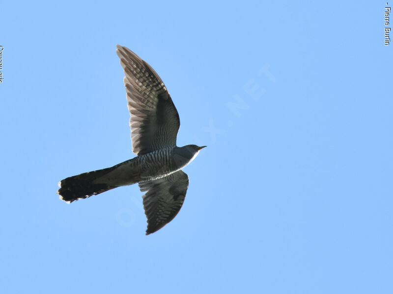 Common Cuckoo