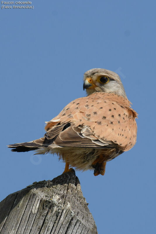 Faucon crécerelle