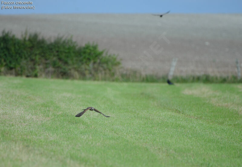 Common Kestrel