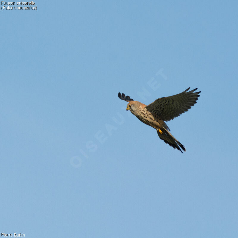 Common Kestrel