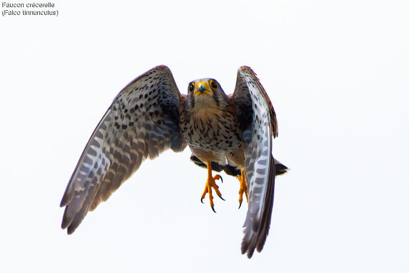 Common Kestrel, fishing/hunting