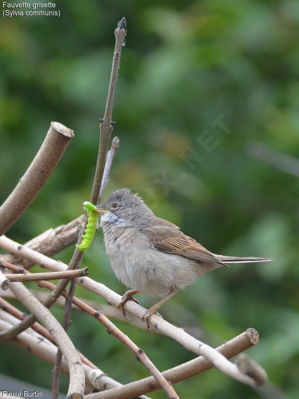 Common Whitethroat, song