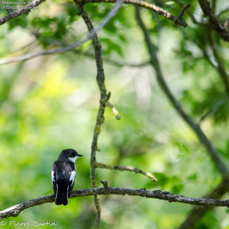 Gobemouche noir