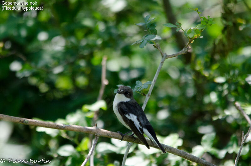 European Pied Flycatcher