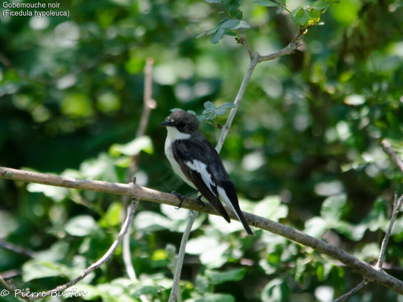 Gobemouche noir