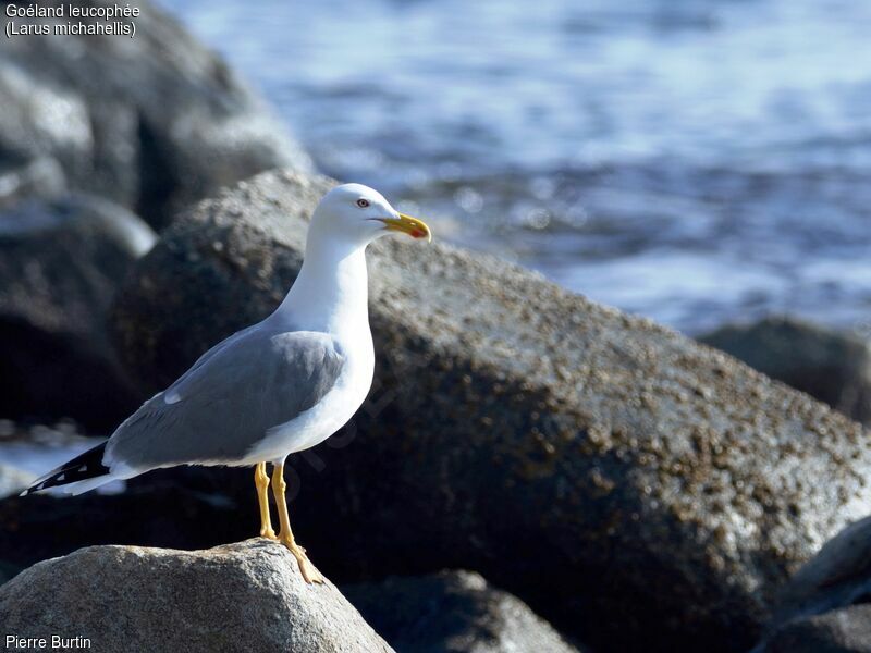 Yellow-legged Gull