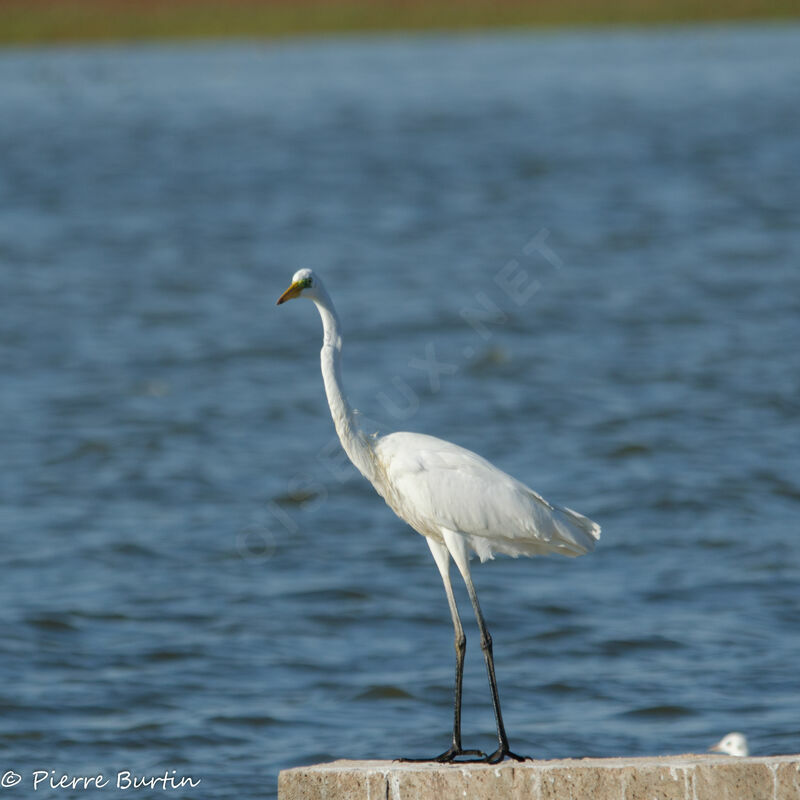 Grande Aigrette