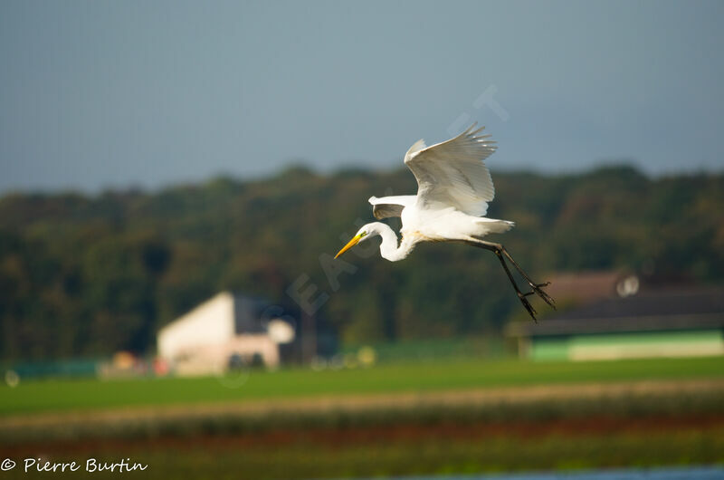 Grande Aigrette