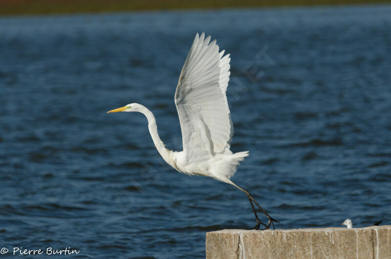 Great Egret