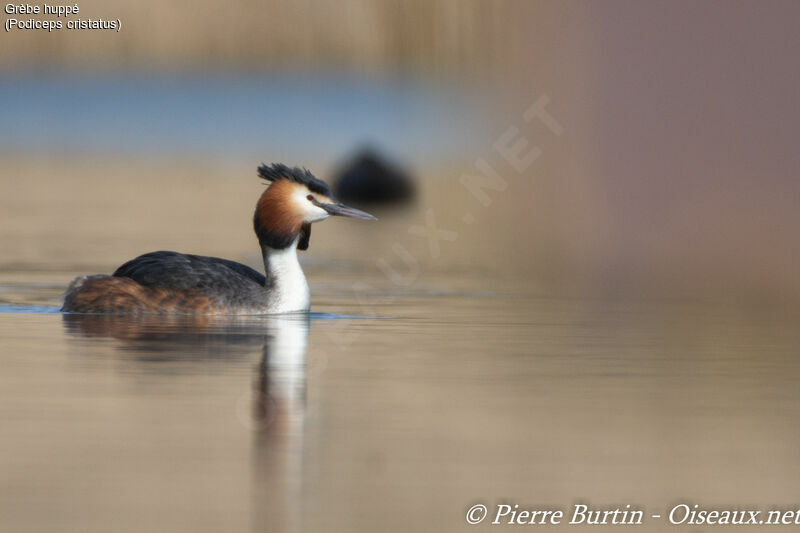 Great Crested Grebe