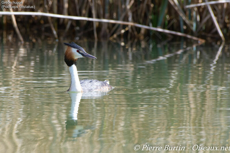 Great Crested Grebe