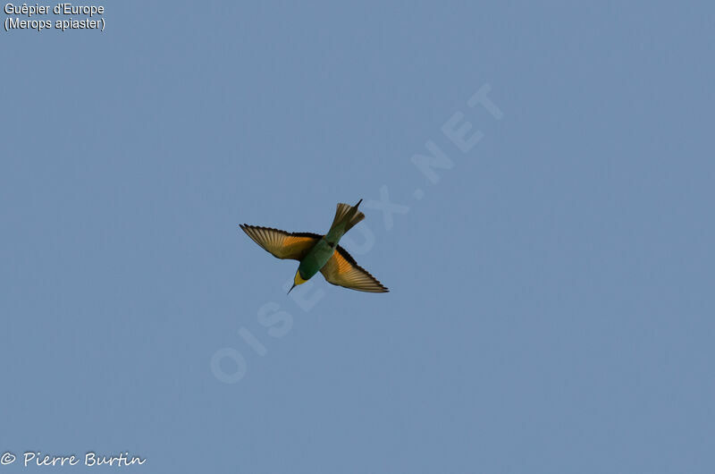 European Bee-eater