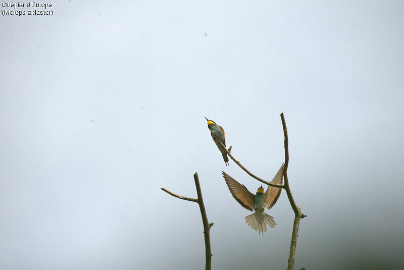 European Bee-eater