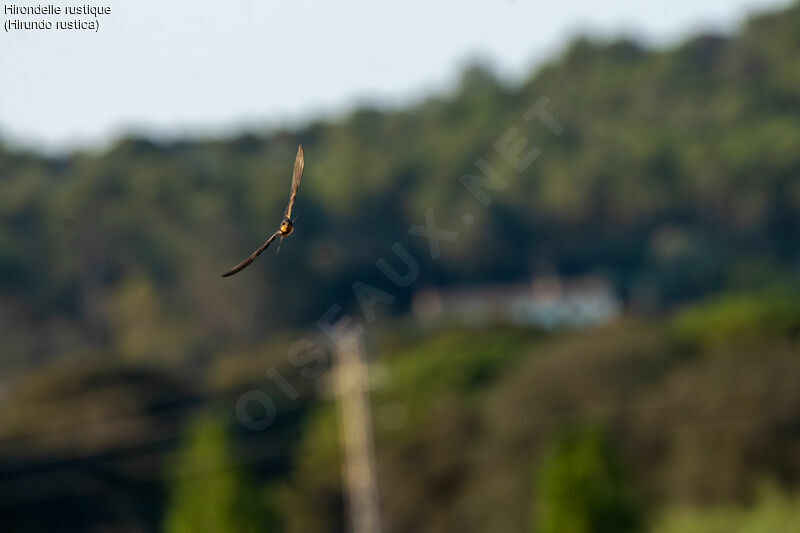 Barn Swallow