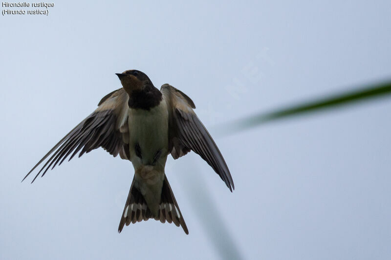 Hirondelle rustiquejuvénile