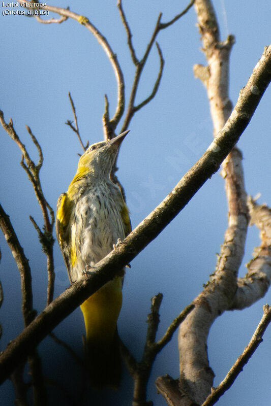 Eurasian Golden Oriolejuvenile